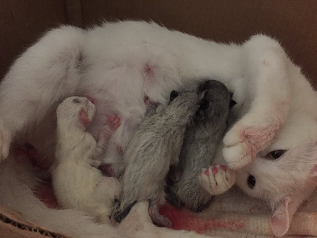 frootypeaches's tweet photo. My cat had 4 babies so far. We think there are still 1-2 more but she is now napping with her babies. https://t.co/elQFnPzPSf