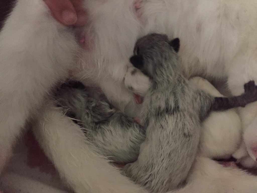frootypeaches's tweet photo. My cat had 4 babies so far. We think there are still 1-2 more but she is now napping with her babies. https://t.co/elQFnPzPSf