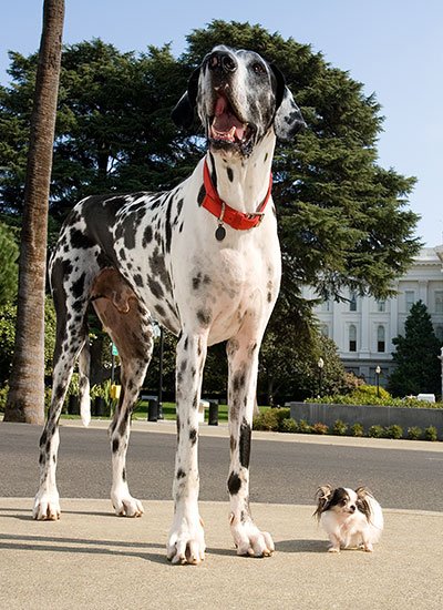 What Is The Biggest Dog In The World Guinness World Records