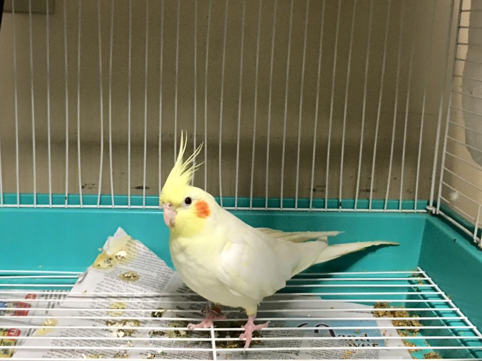 Meet adoptable Skyline, a cockatiel! If interested, fill out an adoption application at ycspca.org.