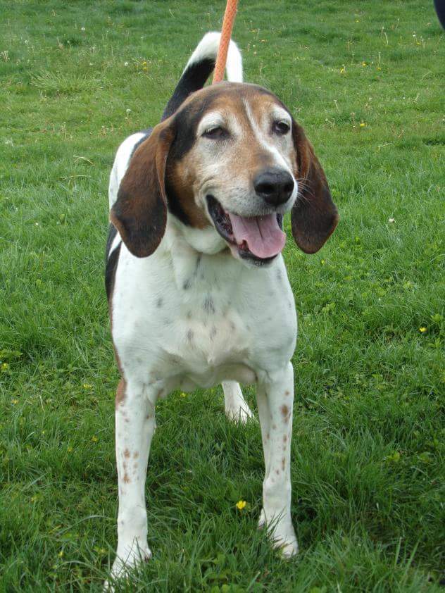 Meet Bingo, a sweet 10 year old hound. He’d love to be your next best friend!