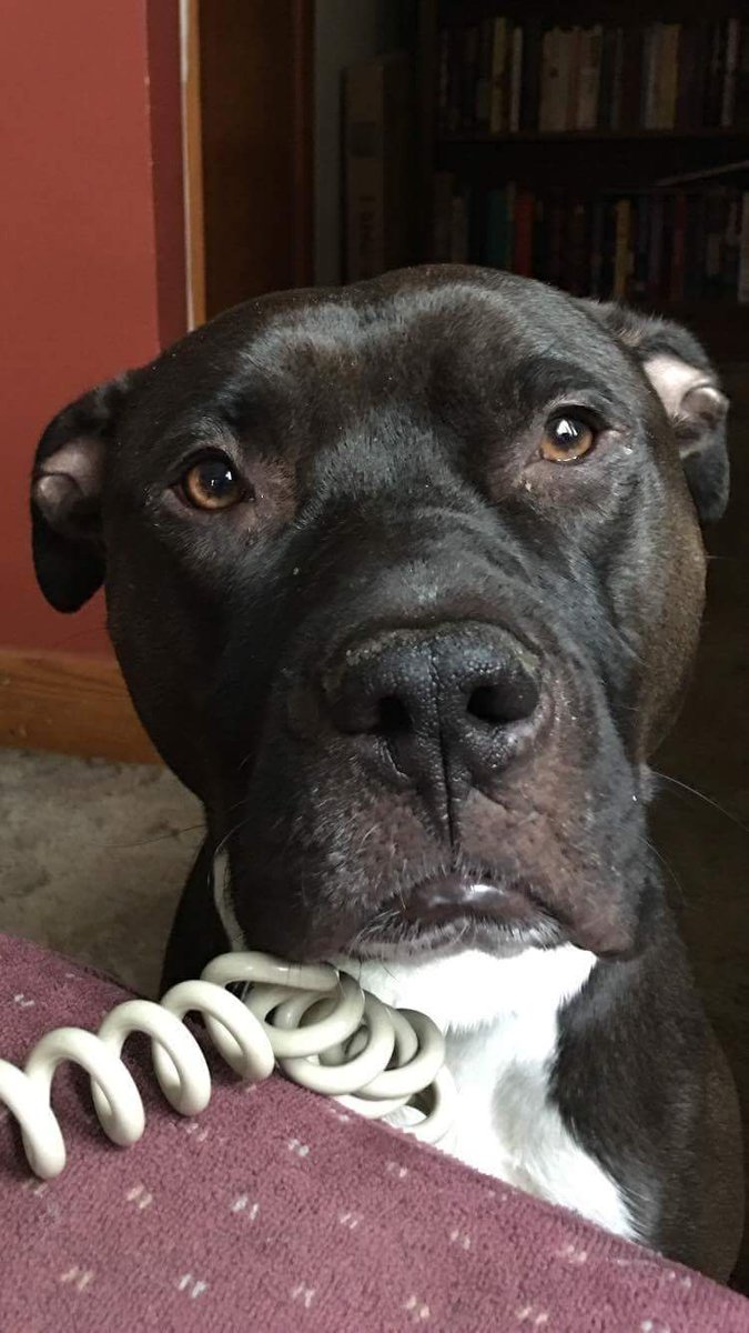 Meet handsome, sweet Oakley! He loves his furry foster sisters and ignores cats. He’d love to meet you!