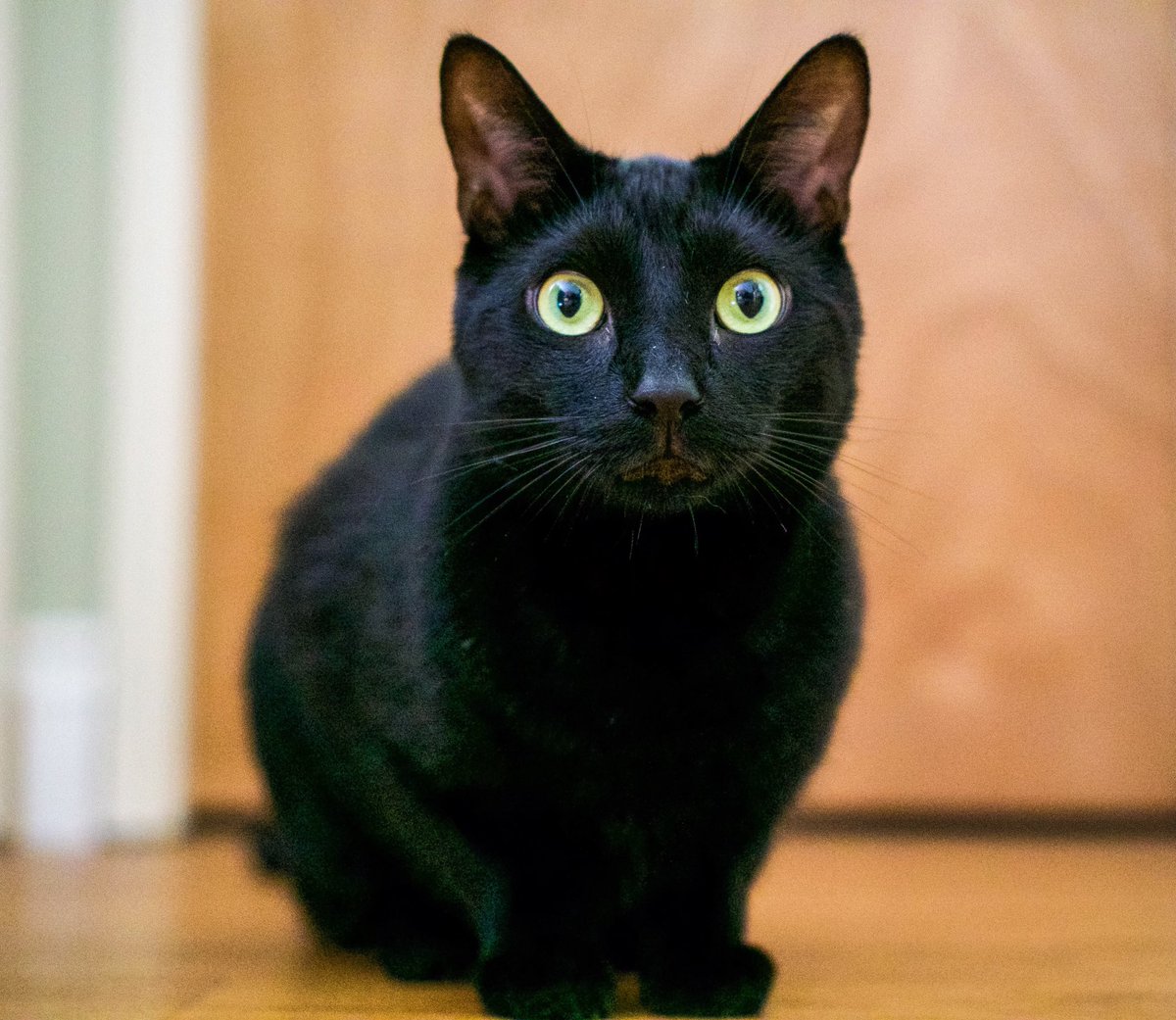 N2theTalkingCat's tweet image. Whaaaaat? Did you just say tomorrow's Friday? Yeaaaah! #FridayEve #ThrowbackThursday #CantWaitForThis #RETWEET