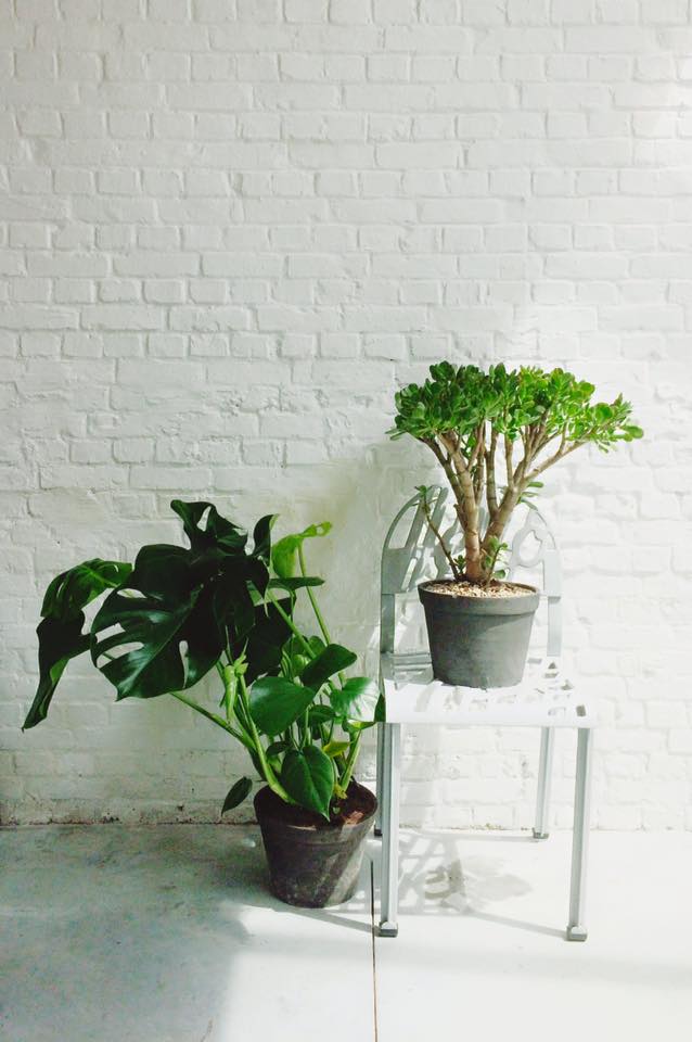 makeAntwerp's tweet photo. Breathing fresh air into the office. #plants #office https://t.co/7nr8n7LR25