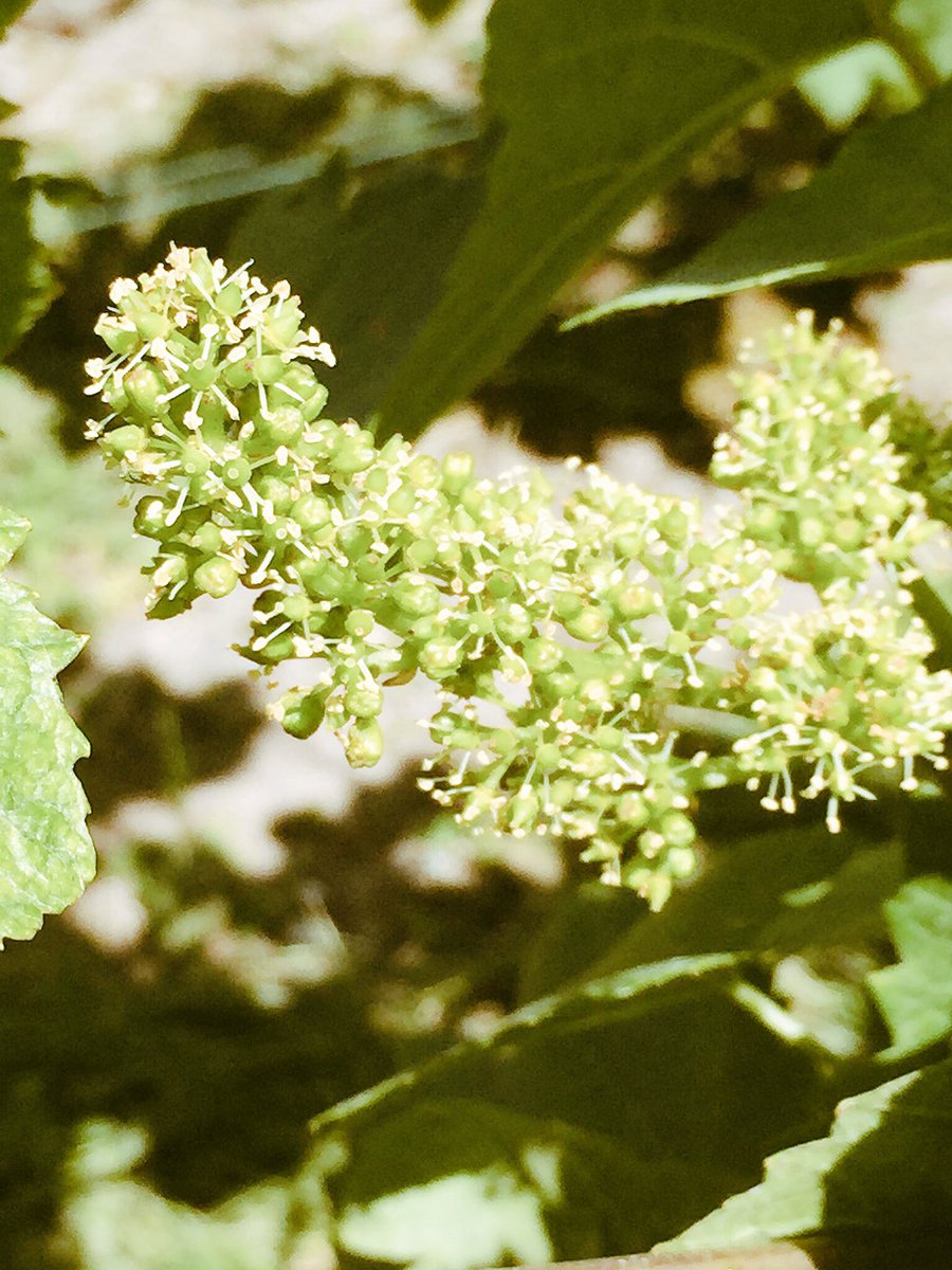 krugoli's tweet photo. BREAKING NEWS : flowering is taking place @ Clos d'Ambonnay  under super weather conditions today 🍾🌞😀🎼 https://t.co/VKgUwvt6ts