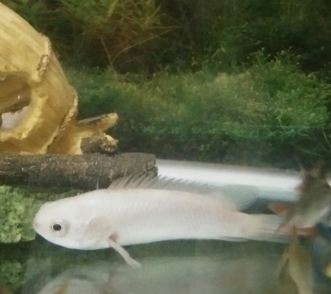 cara membatalkan insurans prudential