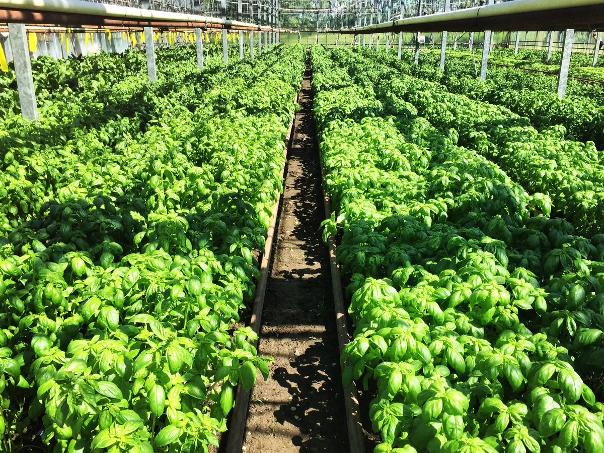 vbeachbasics's tweet image. Your basil is coming for you today! @SkinnyPancake #miskellsfarm