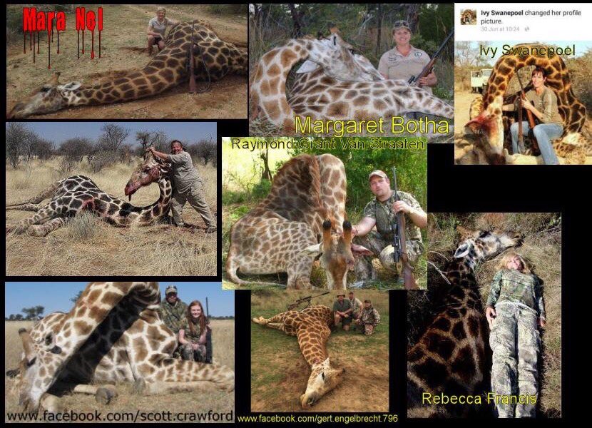 loridowney3's tweet photo. RT @BladeNeon: 
Trophy hunters are vermin. 
Facebook⏩https://t.co/U0iYerJZh6
Blog⏩https://t.co/KNM03JVJ0S https://t.co/MPt0IIou0z