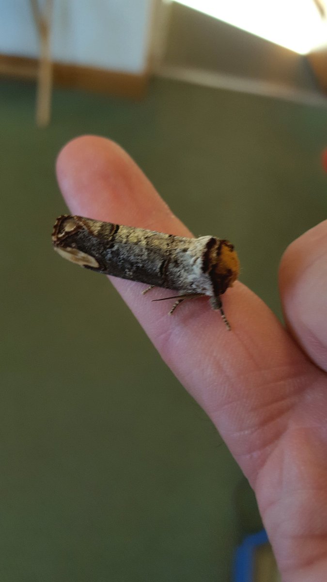 J0shRS's tweet photo. Today's #mothoftheday: Buff Tip #moth #lepidoptera https://t.co/jTbakT11es