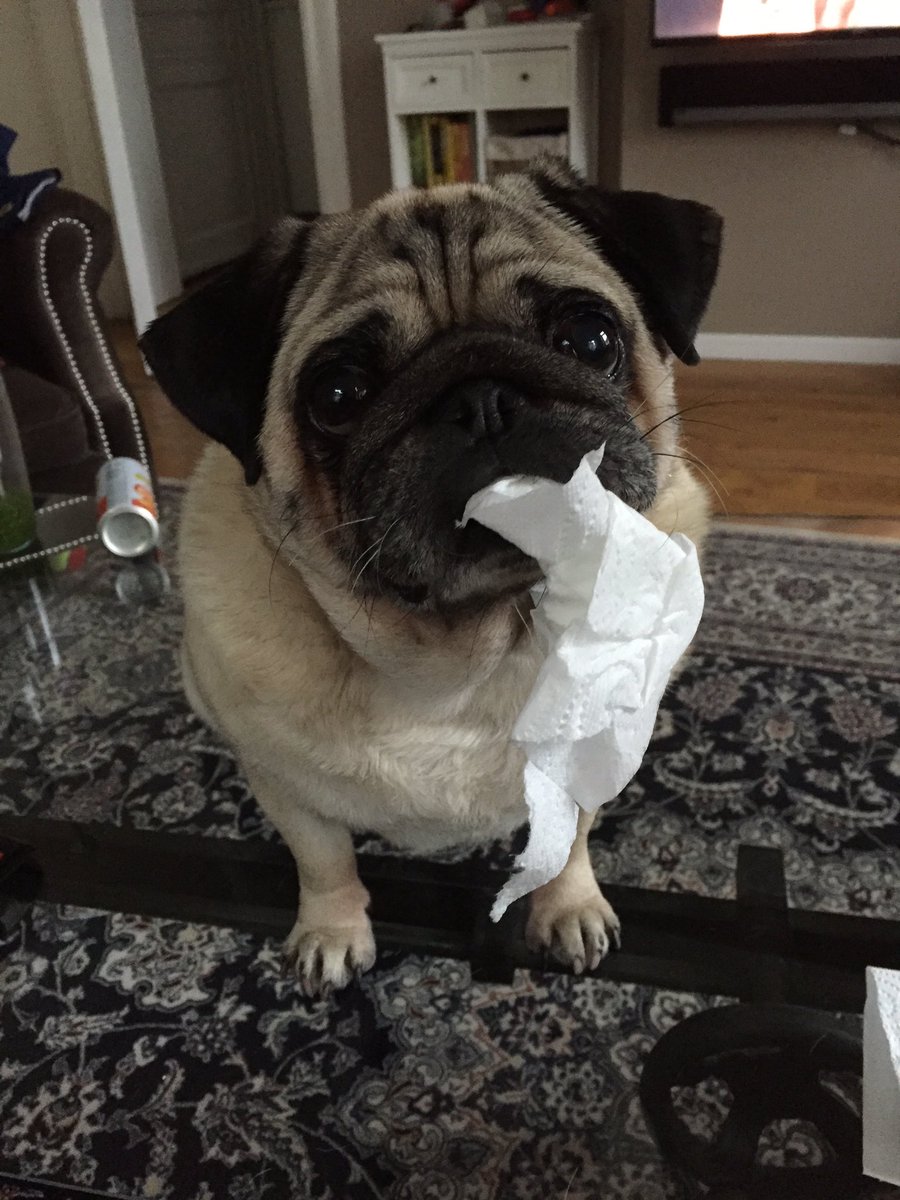 TorothePug tweet picture