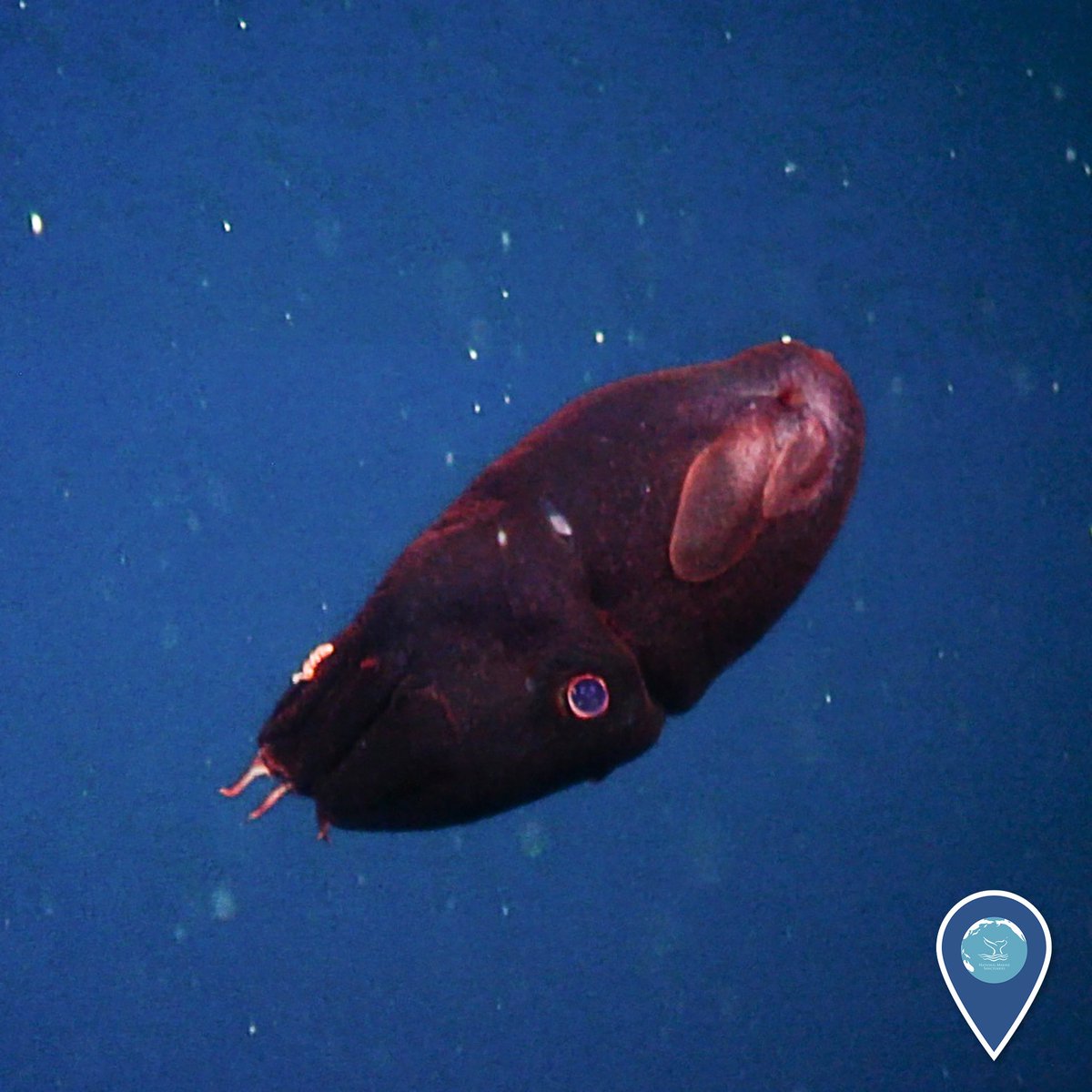 sanctuaries's tweet image. This vampire squid surprised researchers ascending from a mission in @MBNMS #EarthIsBlue #CephalopodWeek