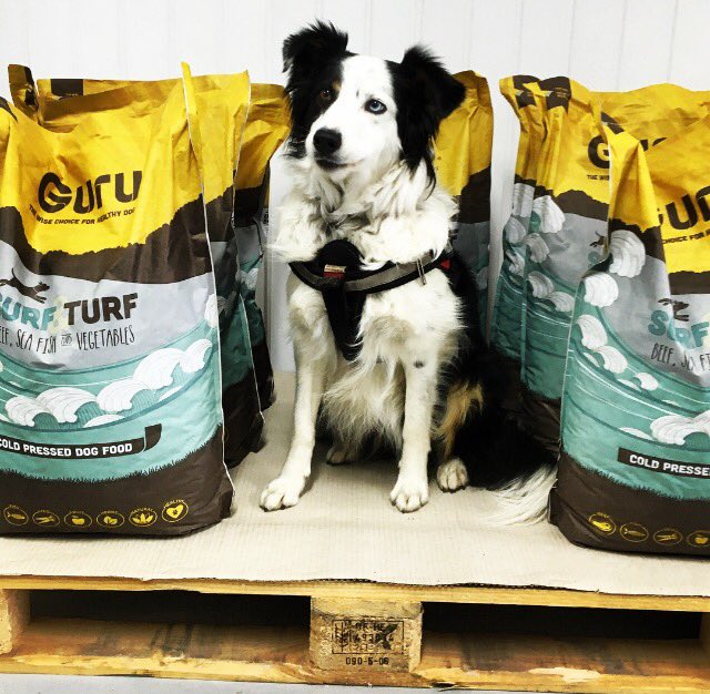 GuruPetFood's tweet photo. So lovely to receive a little visit from the gorgeous Sally &amp; her mum Lisa today! Just look at those eyes, stunning😍 https://t.co/WL6kxURtY3