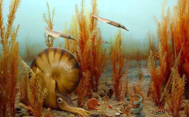 AMNH's tweet image. Check out this #CephalopodWeek tour of the ancient ocean dioramas with Melanie Hopkins: bit.ly/28Rud2I