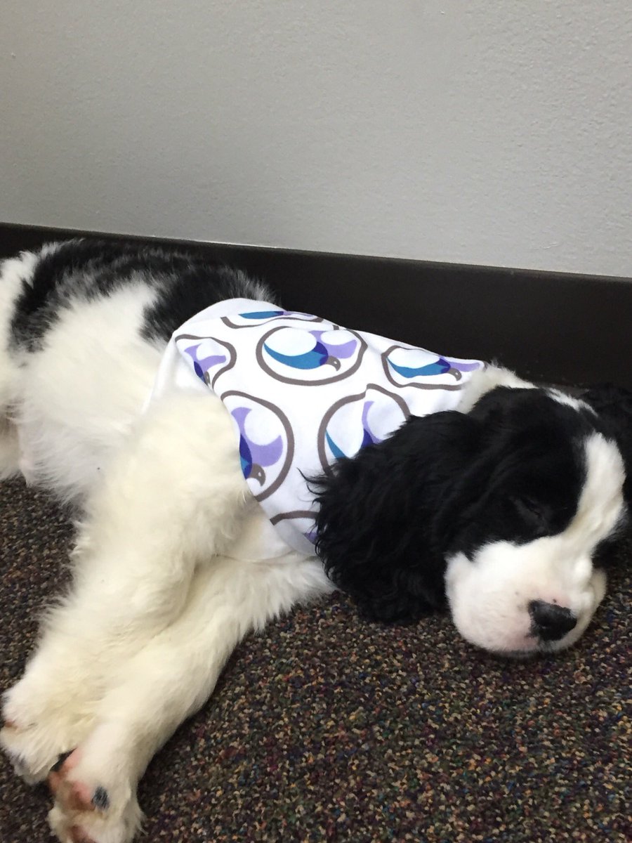 Insurity's tweet photo. Thursdays can be ruff. Visit or ACE booth! #dogsatwork #officedog https://t.co/qXo75iLrPT