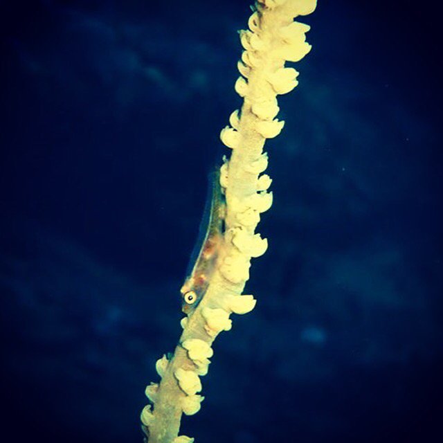 Recent pics from our Marine project #Dive #Scuba #Volunteer