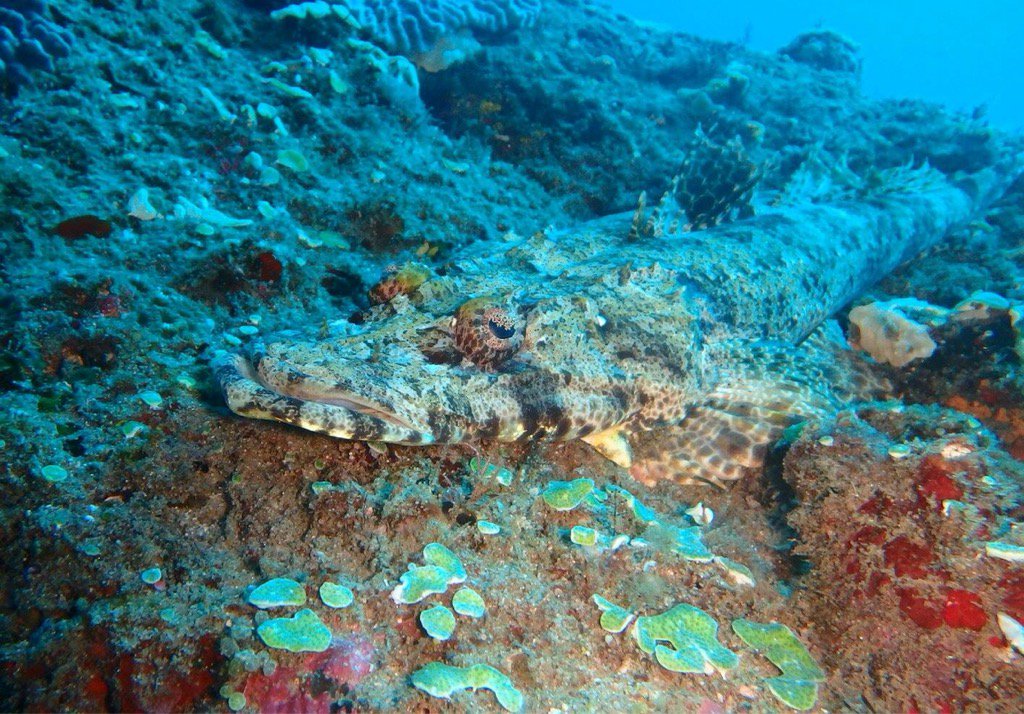 Recent pics from our Marine volunteer project #scubadiving #Volunteer