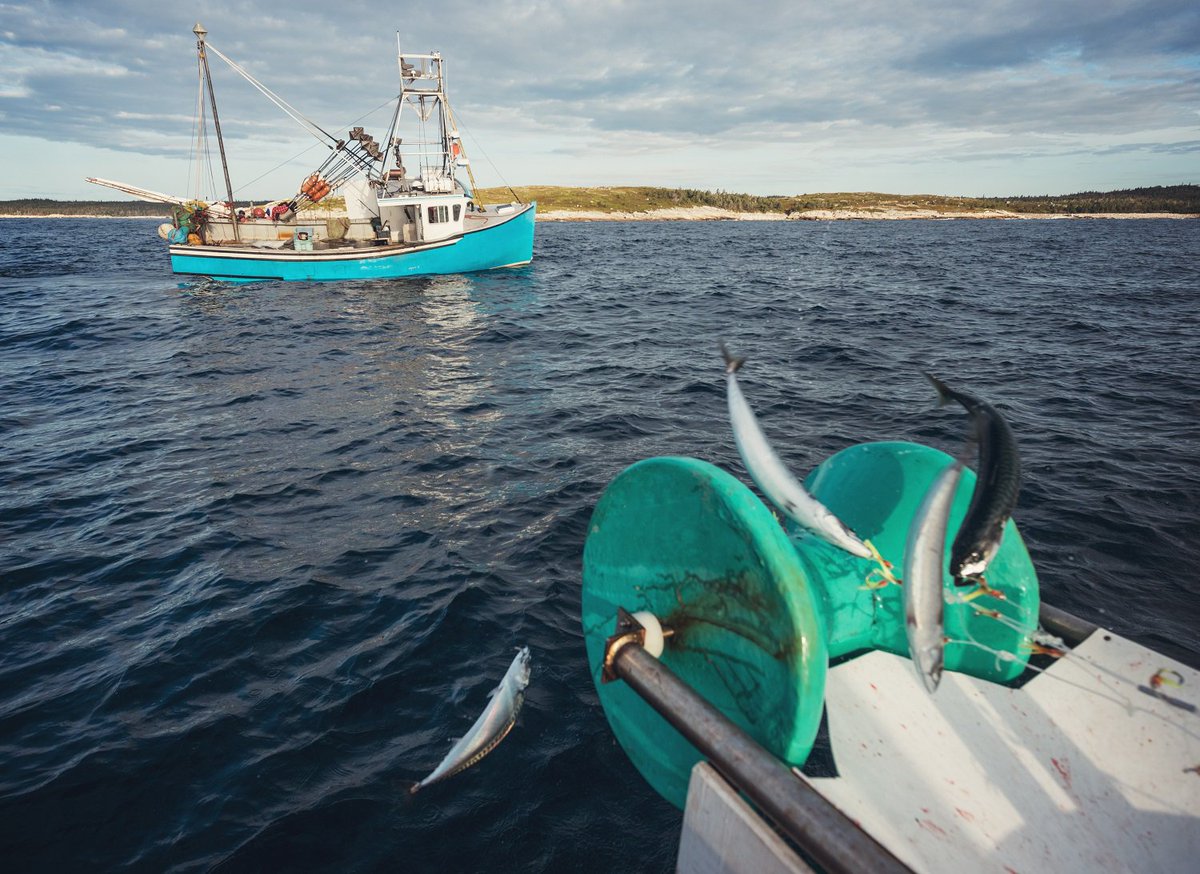 OceanaCAN's tweet photo. #Canada’s #oceans are being threatened by #overfishing, says new report https://t.co/U7wToDpZdh #HeresTheCatch https://t.co/S3FrNwfJmx