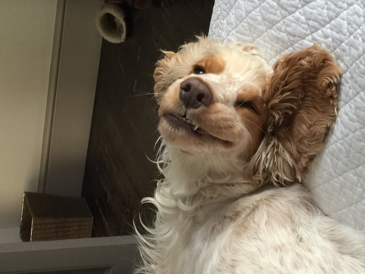 #EUreferendum #SecretLifeOfPets I'm <a href="/BorisJohnson/">Boris Johnson</a> feeling smug and just chillin