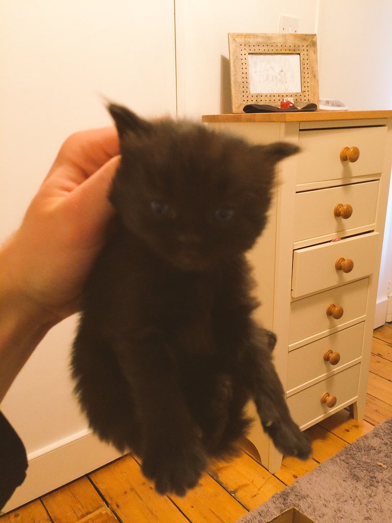 It didn't mind being picked up like this.. I promise #kitten