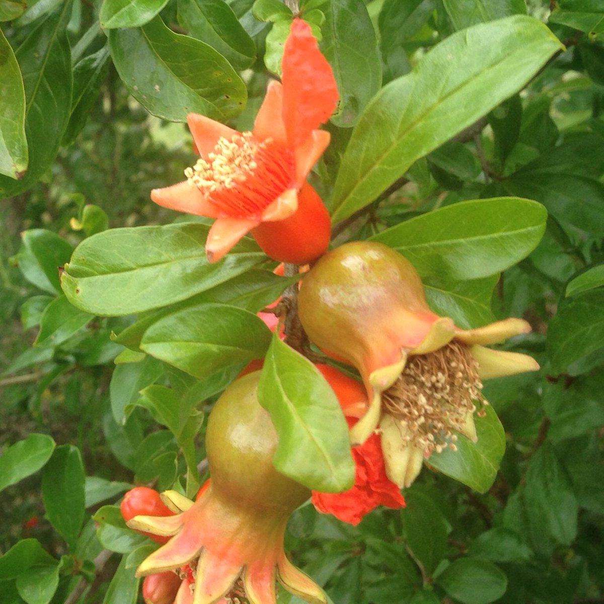 Vedani_Skincare's tweet photo. Pomegrante fruit just beginning to form on one of our pomegranate trees. https://t.co/eX8aNJIQCE
