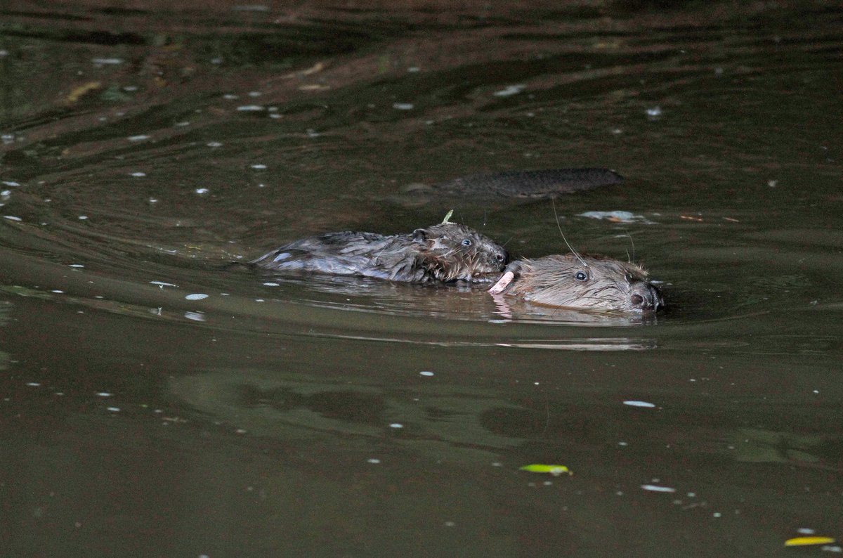 WiseBirding's tweet photo. Great news from River Otter yday evening! @DevonWildlife    
More photos on my blog: https://t.co/oHD8ydc40B https://t.co/tcGFKlDSP5