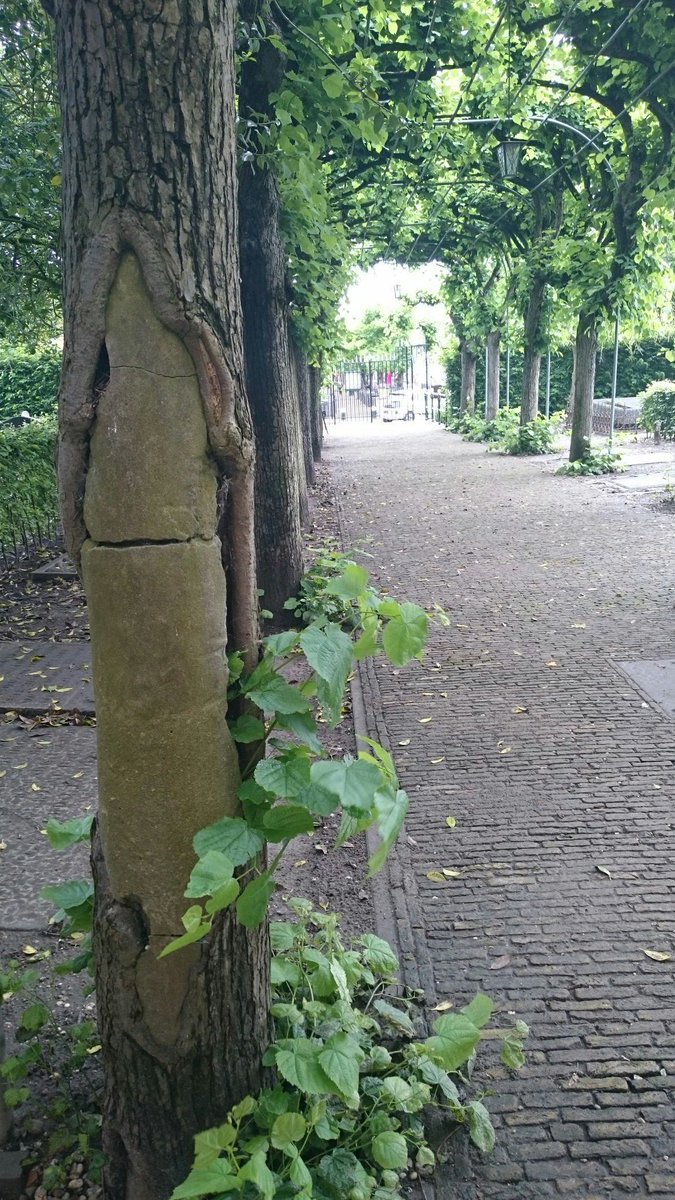 bomenbieb's tweet image. Geen boomchirurgen meer in Nl maar onderzoekers,adviseurs en boomverzorgers. Nog wel veel sporen van boomchirurgie.