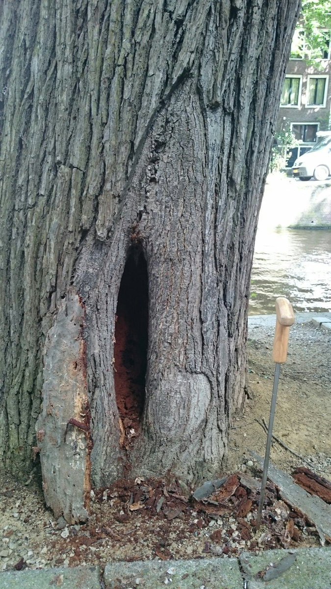 bomenbieb's tweet image. Geen boomchirurgen meer in Nl maar onderzoekers,adviseurs en boomverzorgers. Nog wel veel sporen van boomchirurgie.