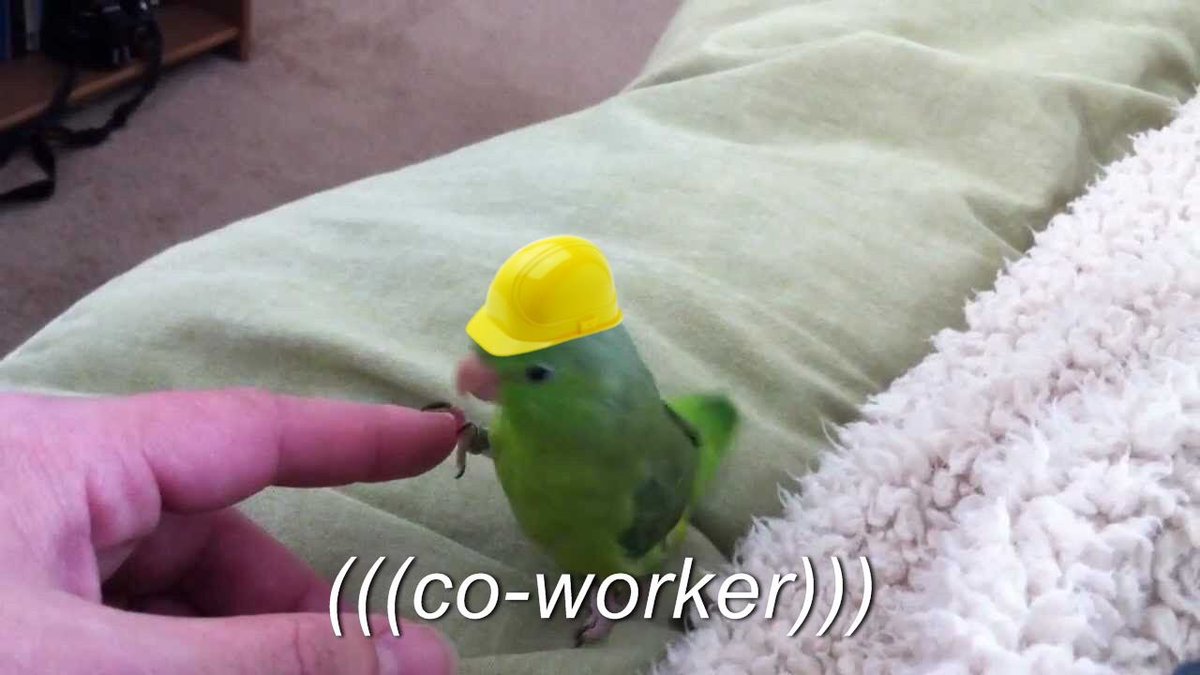 Sophie Gadd On Twitter Thank Goodness For Calming Bird Memes Https