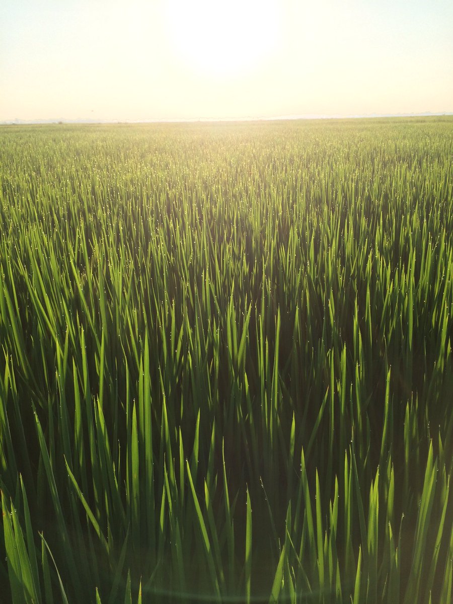 WilliamsAgCo's tweet photo. Have a RICE day! https://t.co/riXhXPJwhd