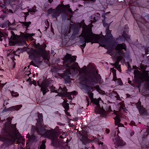 ePlantSource's tweet image. Perennials Increasingly Pack the Flower Power of Annuals 

hubs.ly/H03qcy10 by @ePlantSource