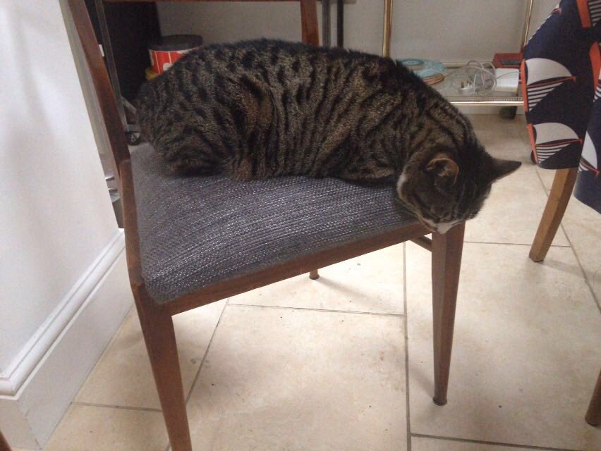 SignorinaGuy's tweet photo. Hope is very worried about the outcome of the referendum #CatsAgainstBrexit https://t.co/wvvwu0sZfx