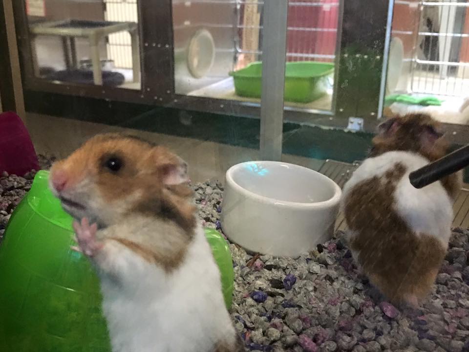 We have small animals for adoption too. Come meet these three cute hamsters who need a home!