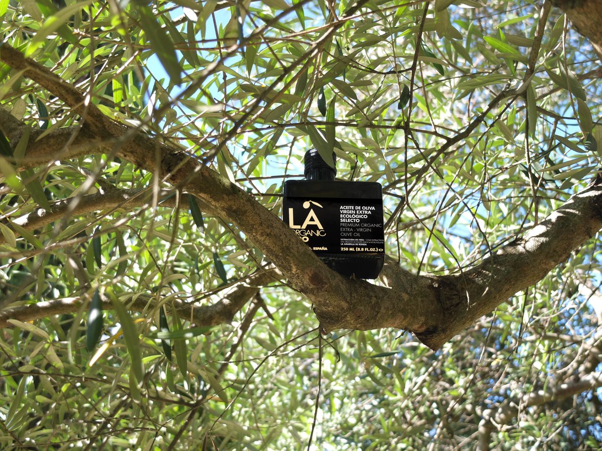 ¡Buenas tardes desde nuestro #olivar en #Ronda! Hoy para #merendar sugerimos tomar pan tomate con #LAOro.