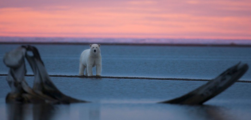BiologistDan's tweet photo. #PolarBears unable to hunt on ice flows due to #GlobalWarming must scavenge from humans
https://t.co/8HBvZiAJ62 https://t.co/iOKTX3ETmU
