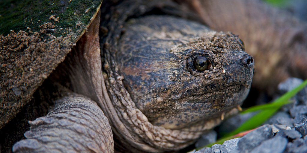OntarioNature's tweet photo. This summer #Brake4Turtles to help protect #Ontario’s at-risk #turtle species https://t.co/0KVxCnn1pZ https://t.co/FapHtNoaKq