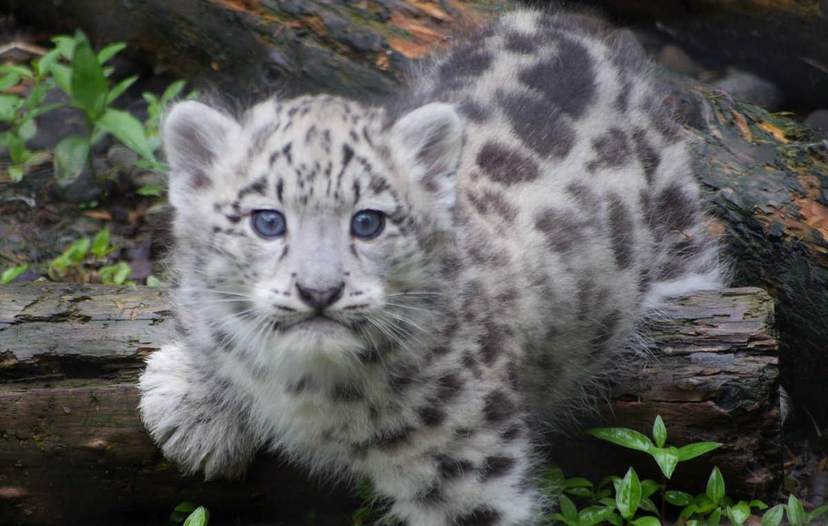 旭山zooの雪豹リヒト君がかわいくてメロメロになると話題に Togetter