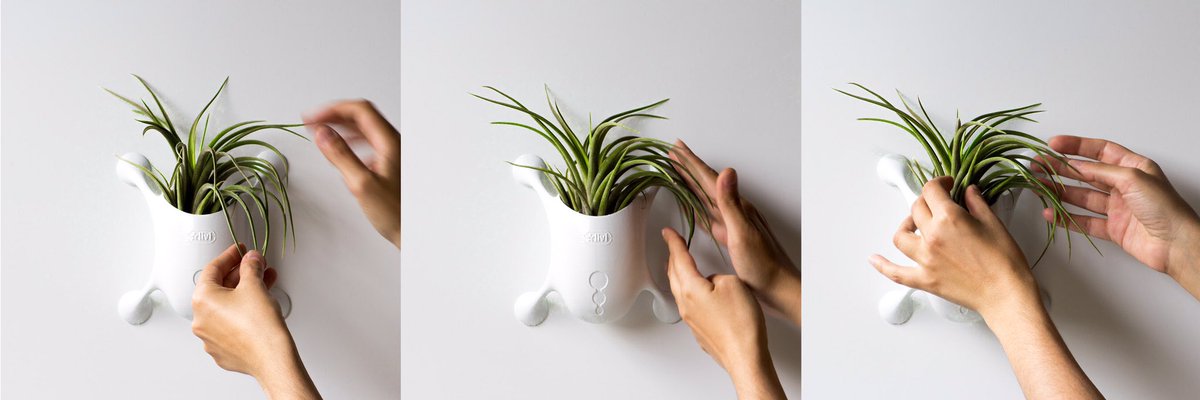 Livi is perfect for your #pet grass! #petowners #cat-owner #cat #catlover order at #indiegogo