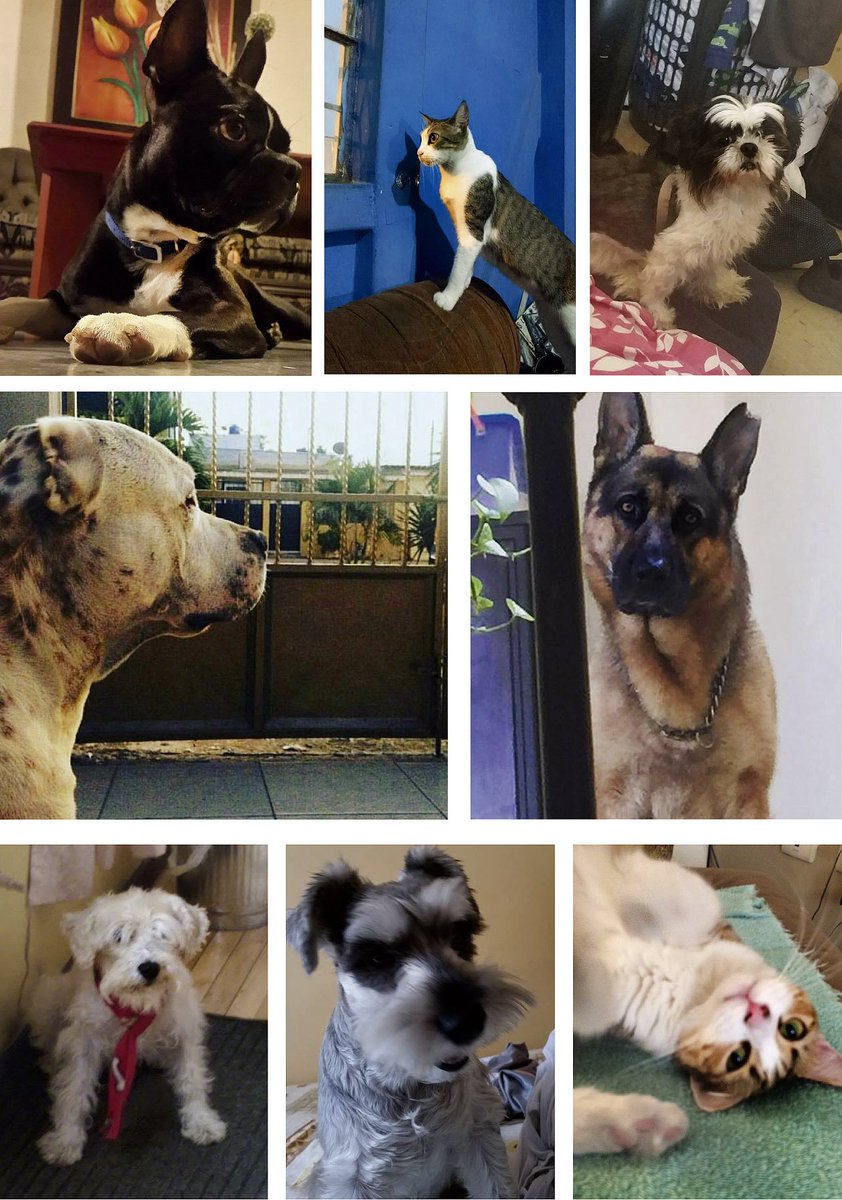 "Una mascota es capaz de dar mucho más de lo que recibe" Respetas las leyes de Tránsito. #MimascotaCTE