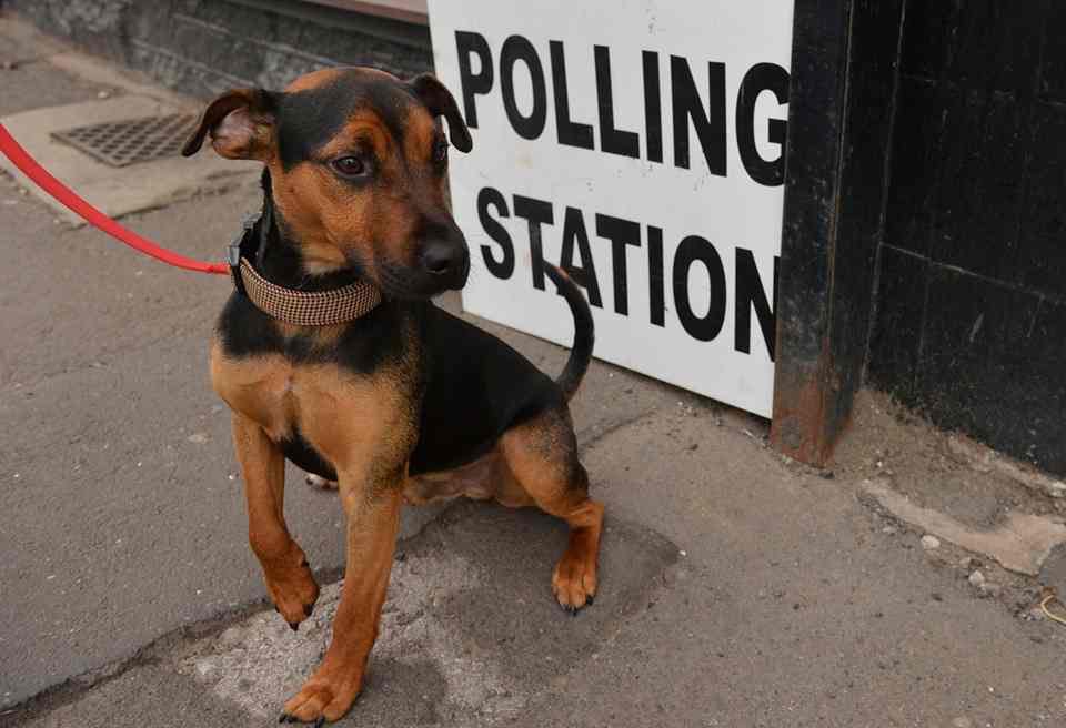 Throwback to Ozzy at last years General Election #dogsatpollingstations