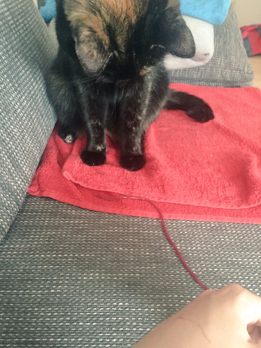 Schlaaange! Es ist eine Schlange auf meiner Couch...