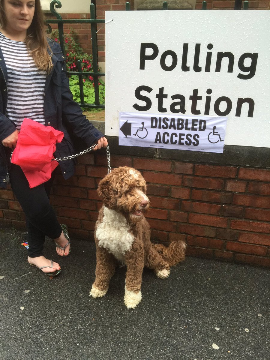 SameSeb's tweet photo. #dogsatpollingstations #henry #trueeuropean 🇩🇪🇳🇱🇵🇱🇪🇺🇬🇧 https://t.co/uF4DZ84gCA