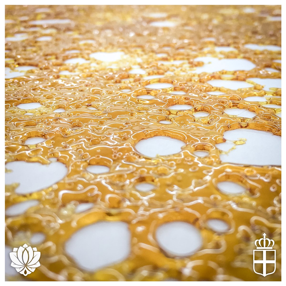 Nothing but the highest quality starting material coming <a href="/thevirginiaco/">The Virginia Company</a> keep an eye out for our newest collabs🔥🔥🔥