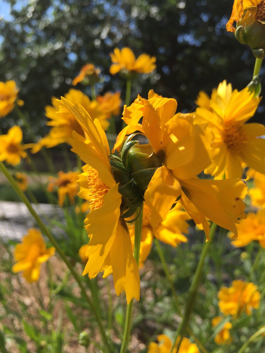 CsfsN's tweet photo. Happy #pollinatorweek 2016! Check out this awesome double budded #lanceleafcoreopsis https://t.co/7kyUdQMqmT