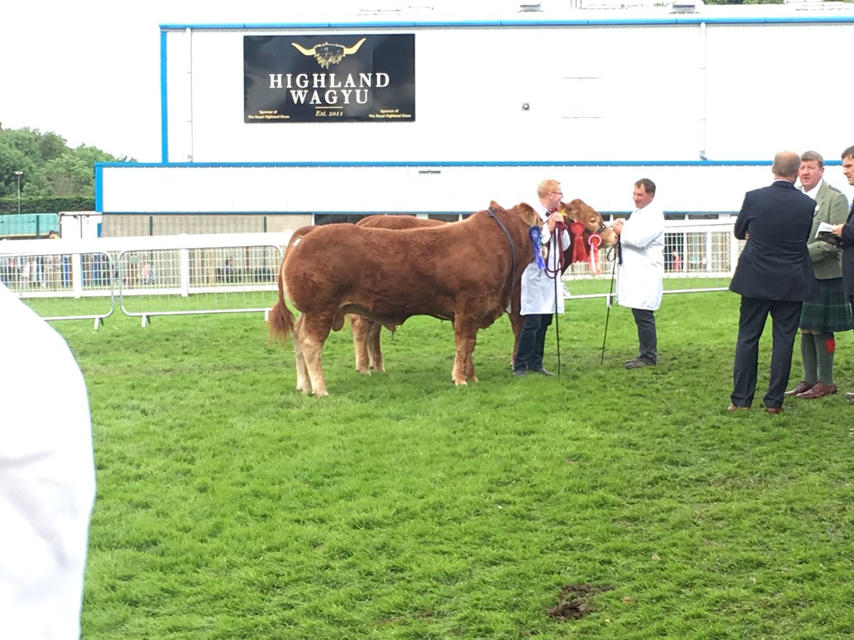newlandfarm's tweet photo. @IrelandsFarmers #Limousins #RHS16 https://t.co/0QmUaps3UN