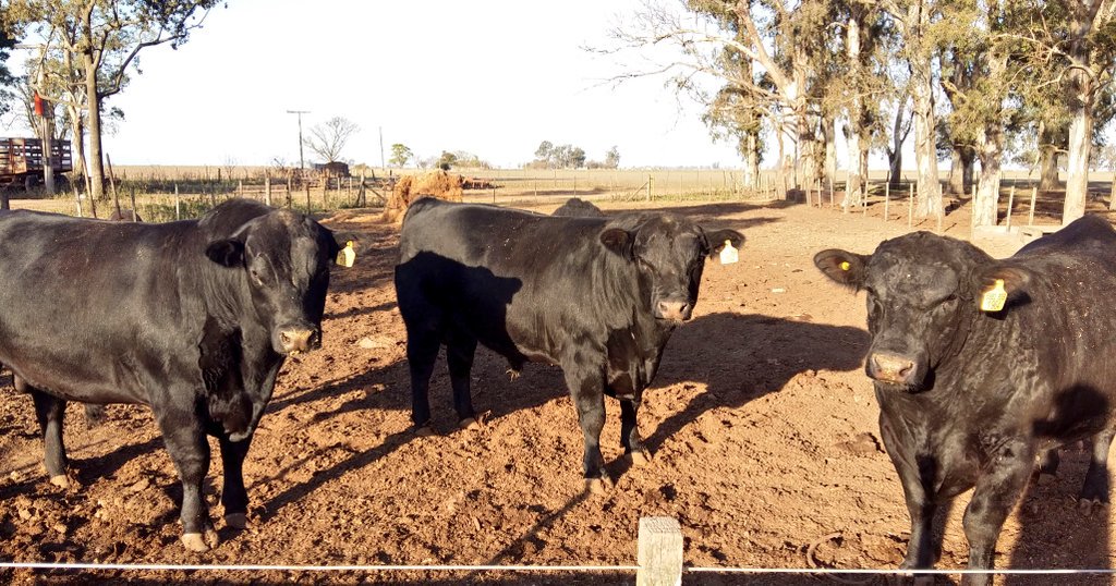 Manuelstantero's tweet image. Ellos #ConectoConVos @rodopelizzari