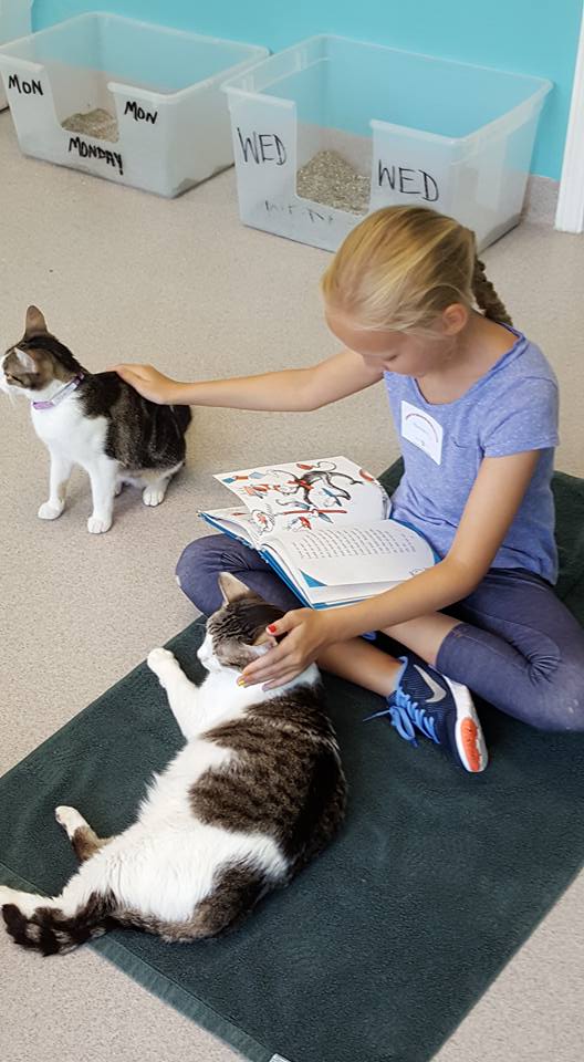 GoodMews's tweet photo. Reading with cats, another great success! #readwithcats #readmore #cats https://t.co/Y8DpluJ6ri