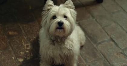 Could this dog commercial be the most beautiful ever? orv.is/28TlT1V #dogs