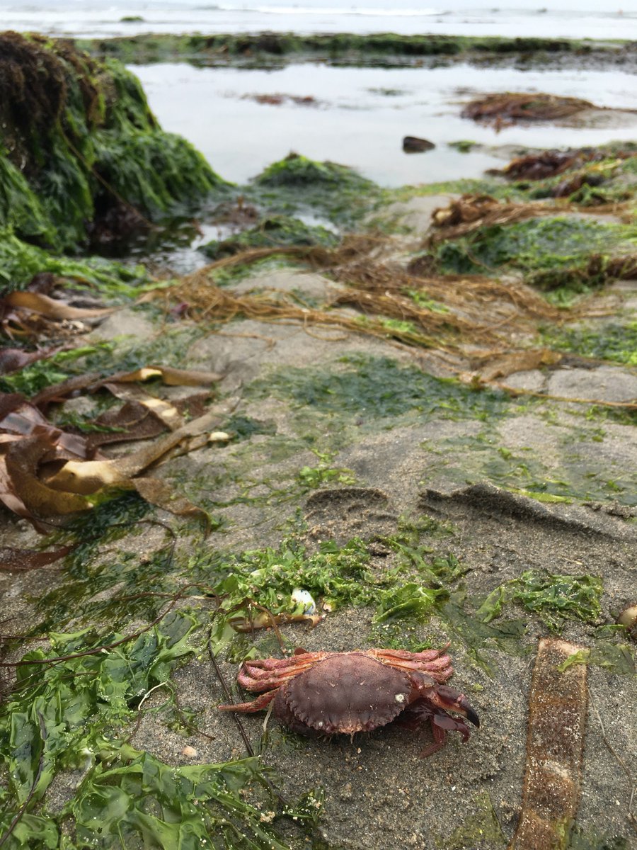 Don't be crabby - the #weekend is almost here again. #santacruz #lowtide #eastcliff #natureisdope #california #bruh