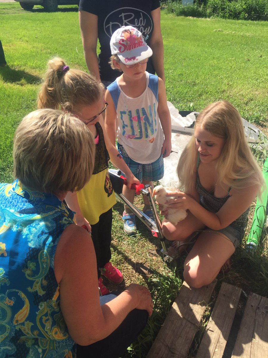 missscharnatta's tweet photo. Catching chickens on our field trip ! https://t.co/TK0ac9LxOO