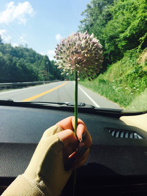 What flower is this? It smells sooooo tasty https://t.co/LWpfth6nOs<a href="/tag/smokingfetish"class="tags"><span>#smokingfetish</span></a>